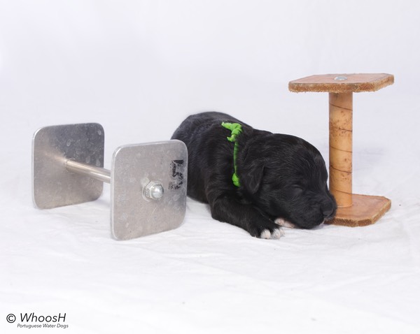 Green - 1 Week - Scent Articles