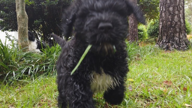 litter-4---backyard-broadba