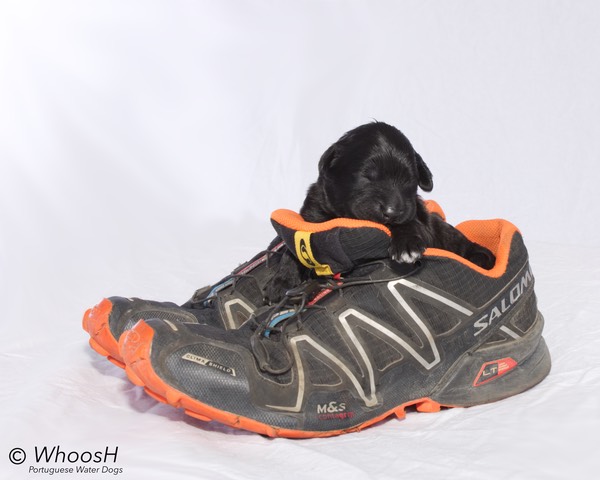 Orange - 1 Week - Agility Shoe